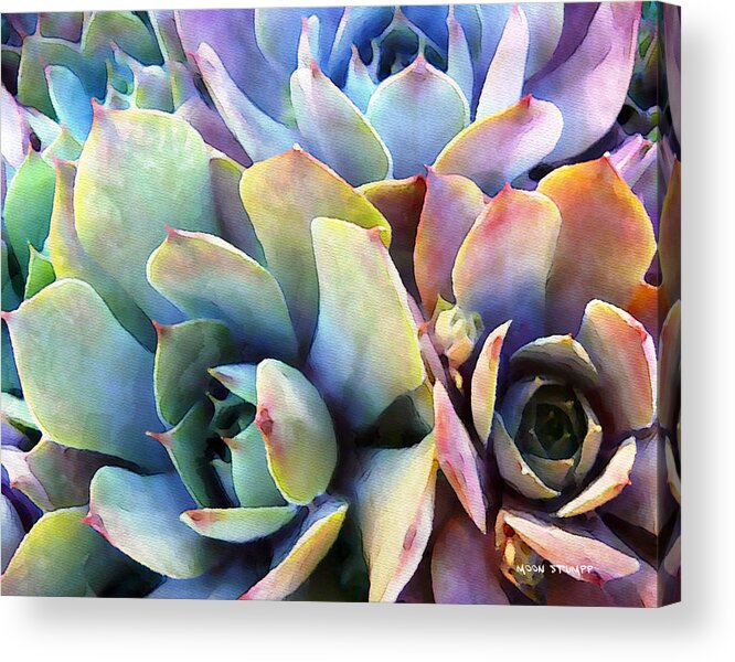 Hens And Chicks Photography Acrylic Print featuring the painting Hens and Chicks series - Soft Tints by Moon Stumpp