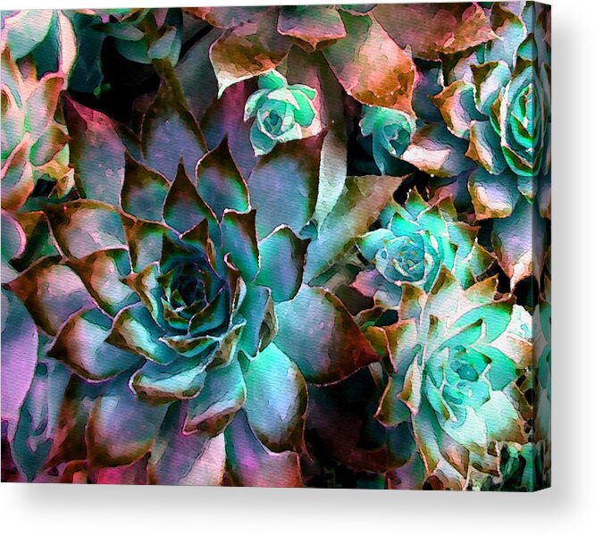 Hens And Chicks Photography Acrylic Print featuring the photograph Hens and Chicks series - Verdigris by Moon Stumpp