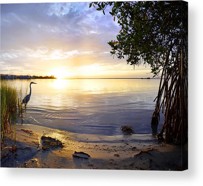 Tropic Acrylic Print featuring the photograph Heron Sunrise by Frances Miller