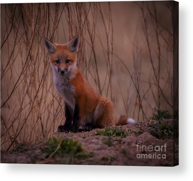 Nature Acrylic Print featuring the photograph Hey There by Steven Reed
