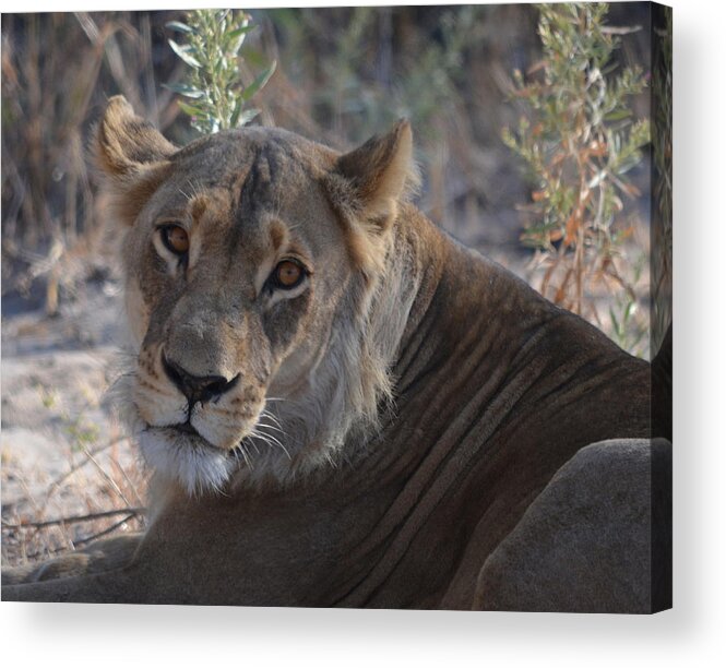 Lioness Acrylic Print featuring the photograph Hi There by Allan McConnell