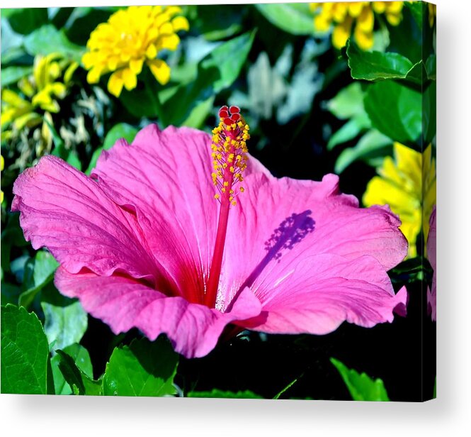 Hibiscus Acrylic Print featuring the photograph Hibiscus by Deena Stoddard