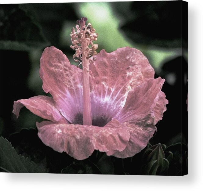 Hibiscus Acrylic Print featuring the photograph Hibiscus Happening by Angela Davies