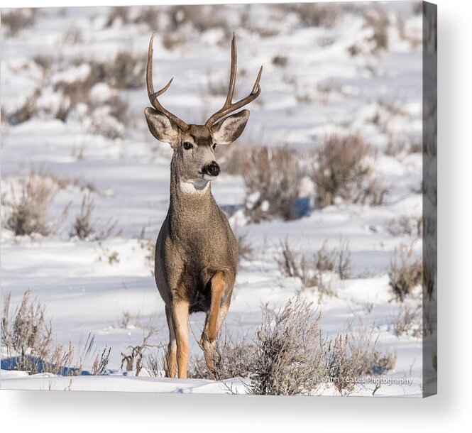 Deer Acrylic Print featuring the photograph High Stepping At Dawn by Yeates Photography