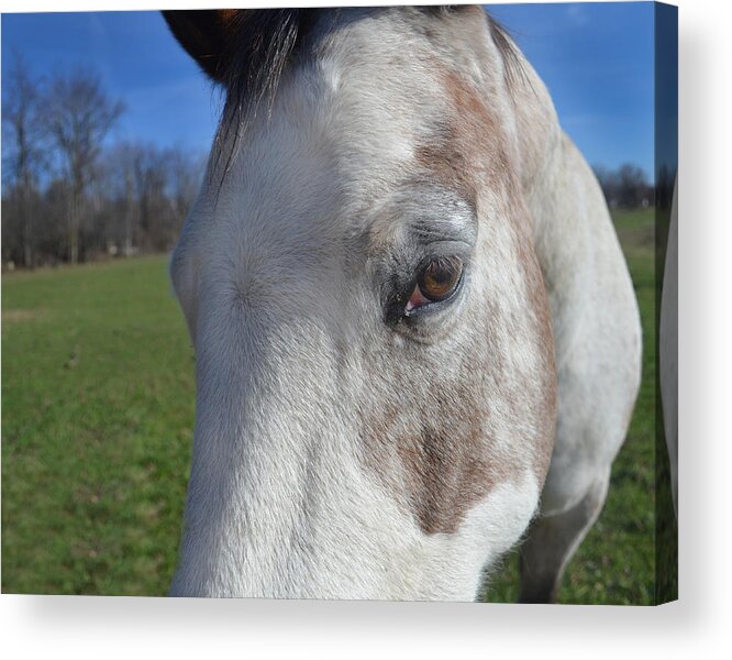 Equine Acrylic Print featuring the photograph Horse Close Up by Maggy Marsh