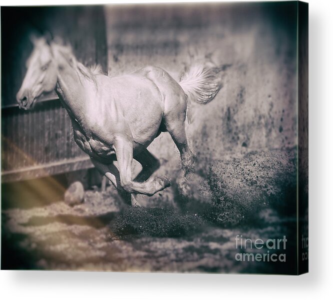 Horse Acrylic Print featuring the photograph Horse Power by Barry Weiss