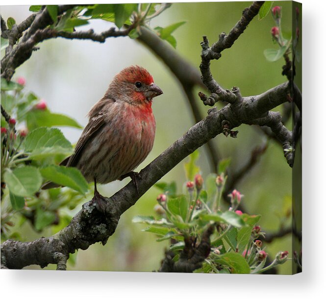 Wildlife Acrylic Print featuring the photograph House Finch in Apple Tree by William Selander