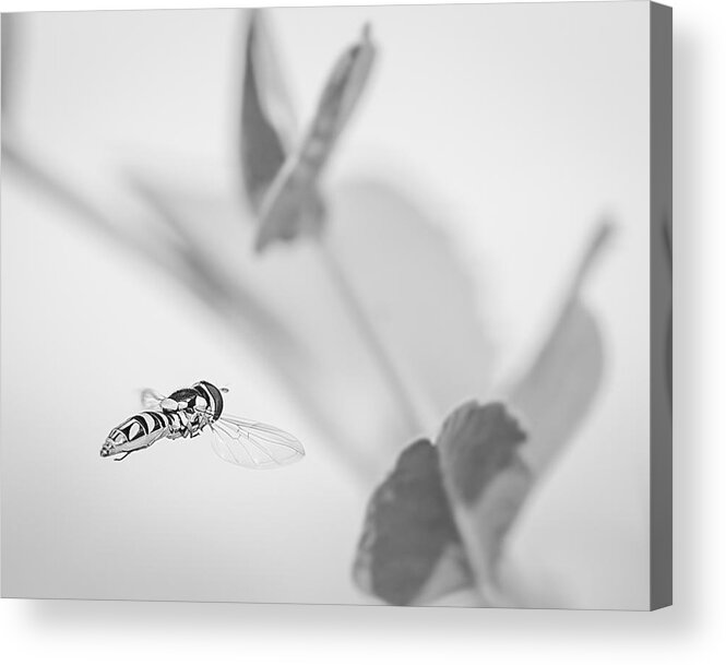 Black-and-white Acrylic Print featuring the photograph hoverfly in the pea patch B/W by Len Romanick