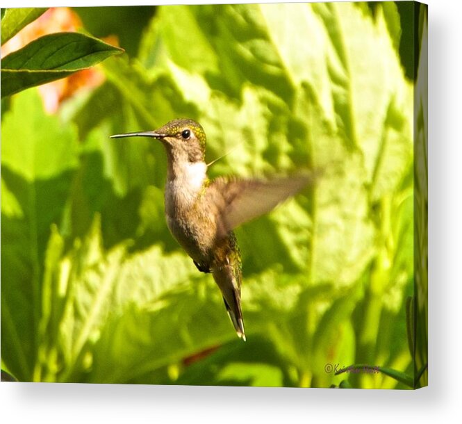 Birds Acrylic Print featuring the photograph Hummingbird Highlighted by the Sun by Kristin Hatt