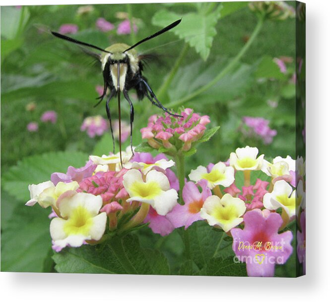  Insect Acrylic Print featuring the photograph Hummingbird Moth by Donna Brown