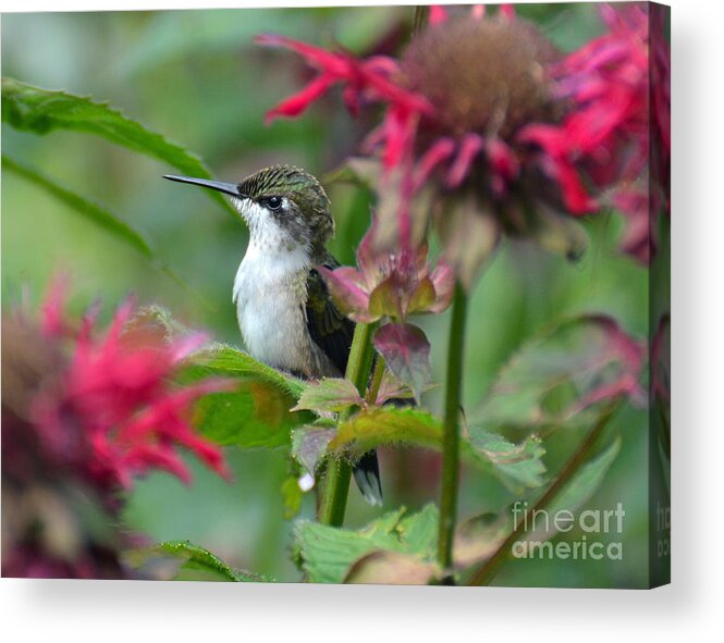 Bird Acrylic Print featuring the photograph Hummingbird on a Leaf by Rodney Campbell