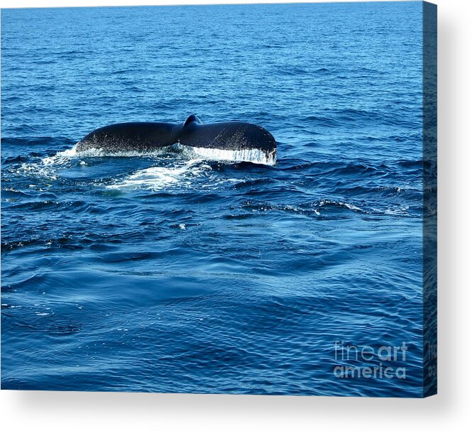 Animals Acrylic Print featuring the photograph Humpback Whale Tale 2 by Kristen Fox
