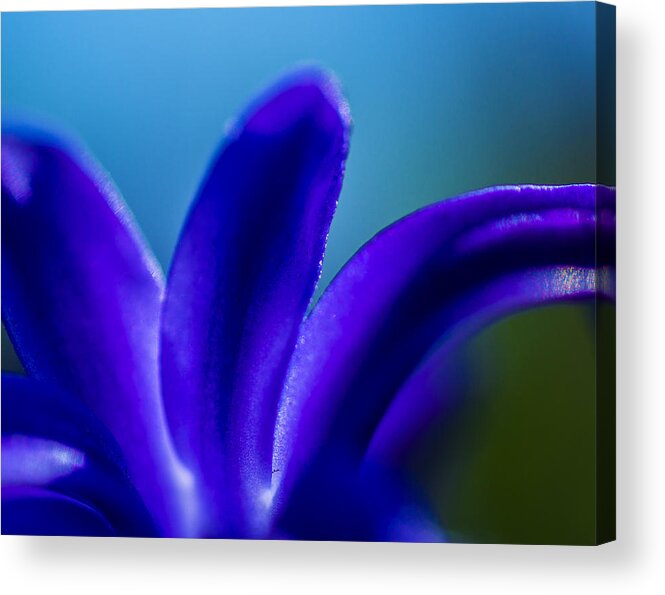 Color Acrylic Print featuring the photograph Hyacinth detail by Arkady Kunysz