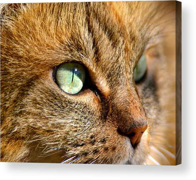Cat Acrylic Print featuring the photograph Hypnotic by Jody Partin