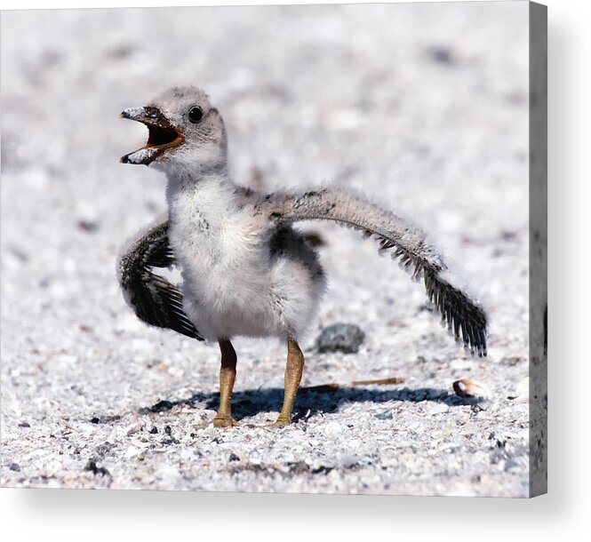 Crystal Yingling Acrylic Print featuring the photograph I am NOT a Baby by Ghostwinds Photography