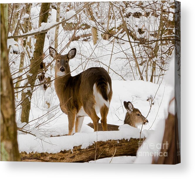 Deer Acrylic Print featuring the photograph I See You by Rod Best
