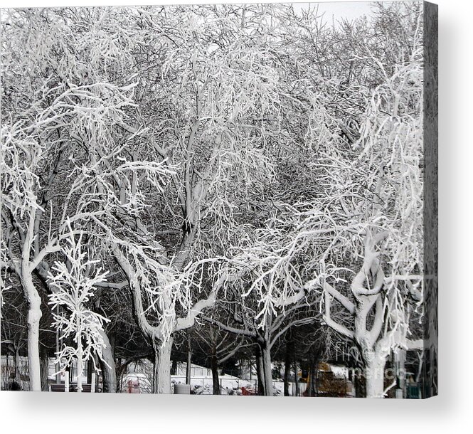 Niagara Falls Acrylic Print featuring the photograph Ice Covered Trees at Niagara Falls State Park by Rose Santuci-Sofranko