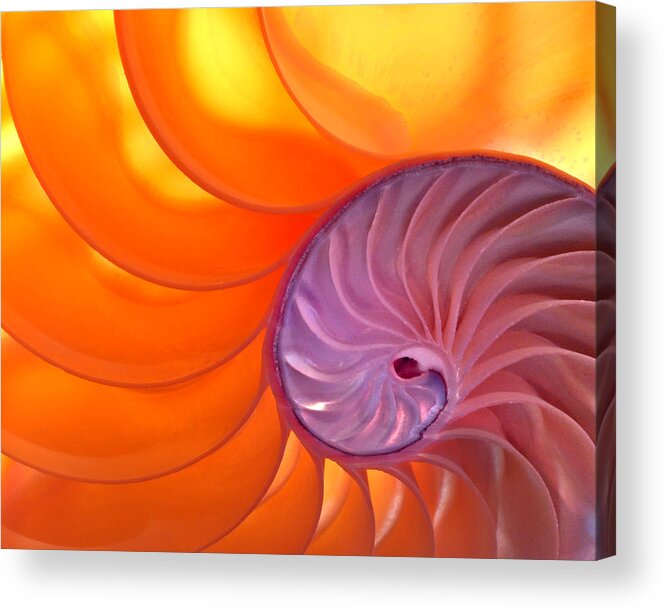 Abstract Acrylic Print featuring the photograph Illuminated Translucent Nautilus Shell with Spiral by Phil Cardamone