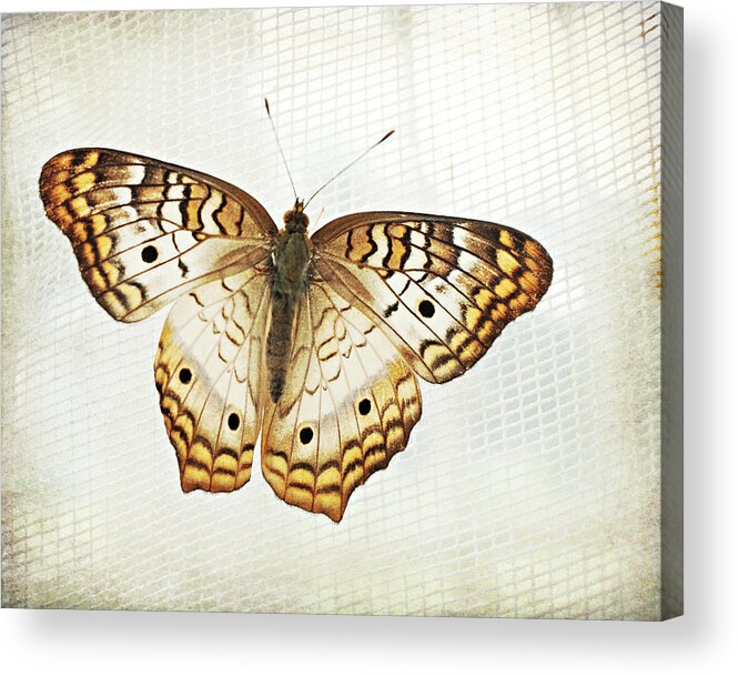 Butterfly Photograph Acrylic Print featuring the photograph Illuminated Wings by Lupen Grainne