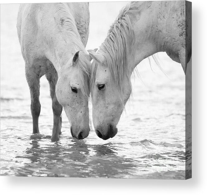 Black And White Acrylic Print featuring the photograph In the Water at Dawn II by Carol Walker