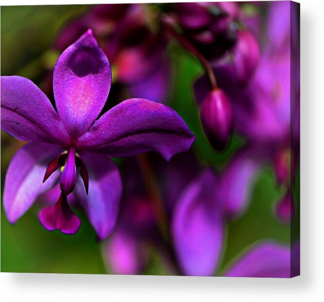 Orchid Acrylic Print featuring the photograph Innocently Waiting...... by Tanya Tanski