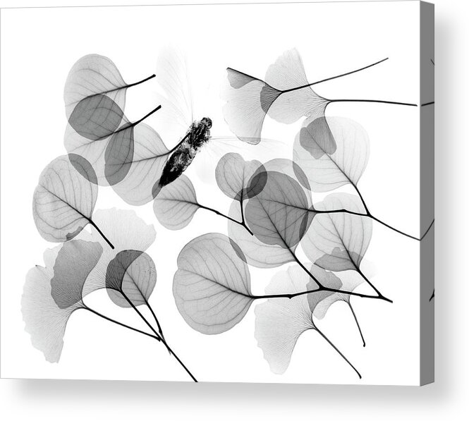 Plant Acrylic Print featuring the photograph Insect And Plant Leaves by Albert Koetsier X-ray