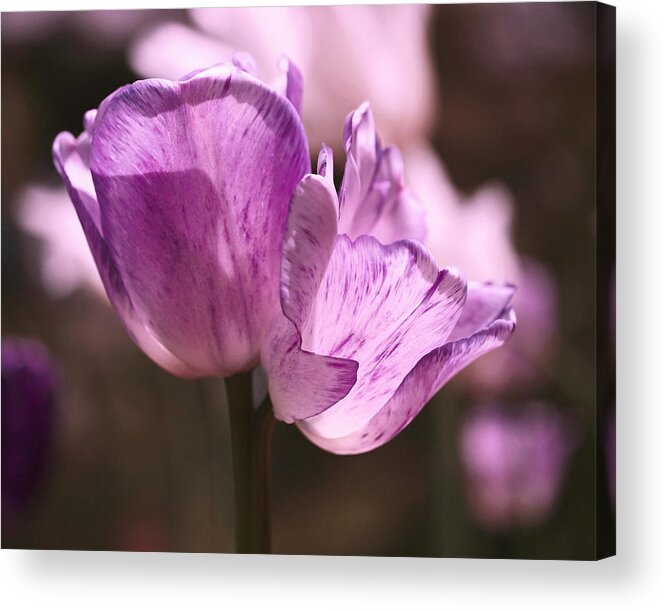 Tulips Acrylic Print featuring the photograph Inseparable by Rona Black
