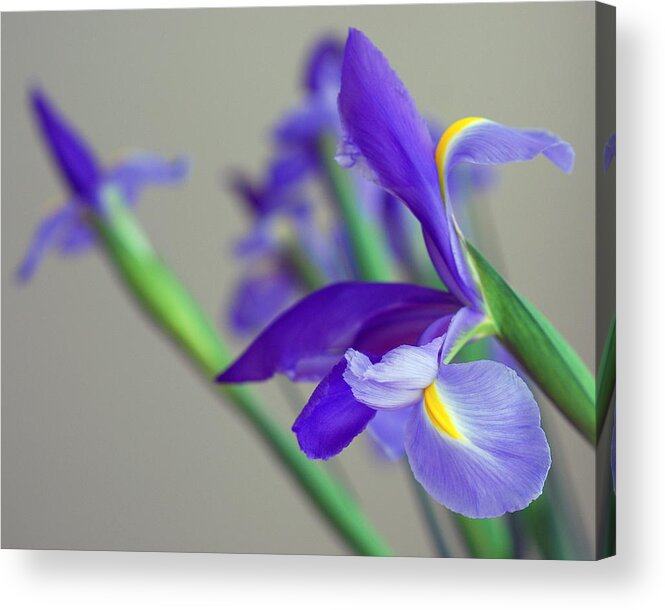 Iridaceae Acrylic Print featuring the photograph Iris by Lisa Phillips
