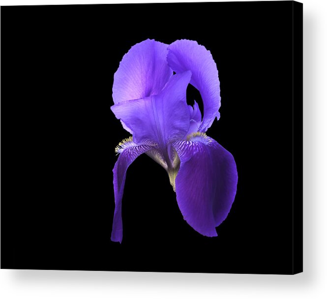 Iris Acrylic Print featuring the photograph Iris by Mike Stephens
