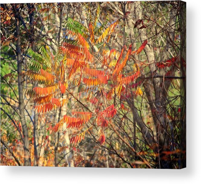 Memorex Acrylic Print featuring the photograph Is it Live or is it Memorex by Frozen in Time Fine Art Photography