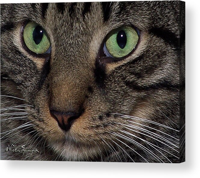 Cat Acrylic Print featuring the photograph Isaac's Eyes by Vickie Szumigala