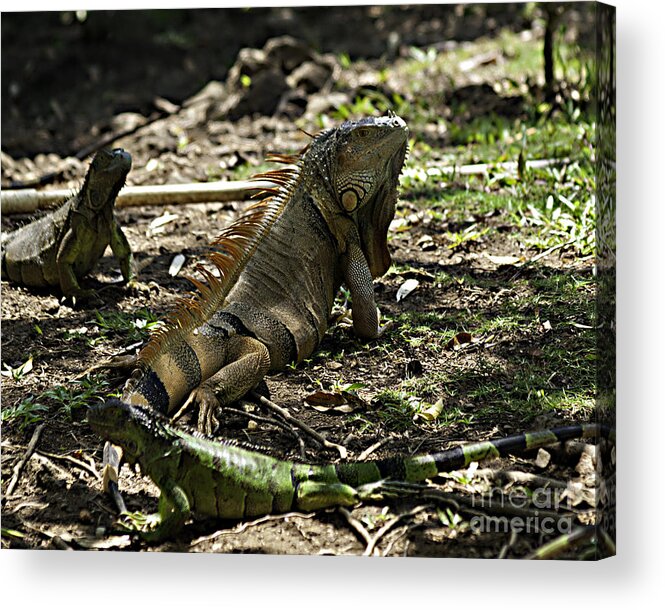 Caribbean Acrylic Print featuring the photograph Island Lizards four by Ken Frischkorn