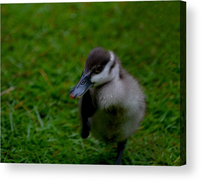 Duck Acrylic Print featuring the photograph Itchy Spot by Maggy Marsh