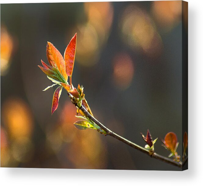Forest Acrylic Print featuring the photograph It's A Spring Thing by Bill Pevlor