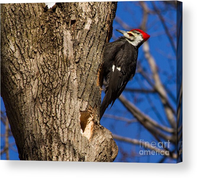 Woodpecker Acrylic Print featuring the photograph It's Woody by Rod Best