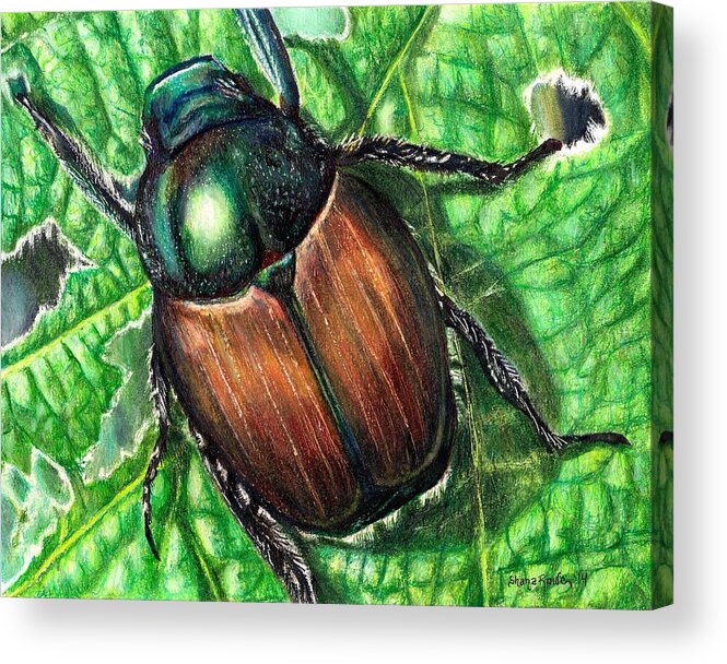 Beetle Acrylic Print featuring the drawing Japanese Beetle by Shana Rowe Jackson