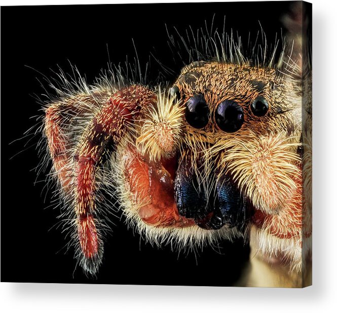 Animal Acrylic Print featuring the photograph Jumping Spider by Us Geological Survey