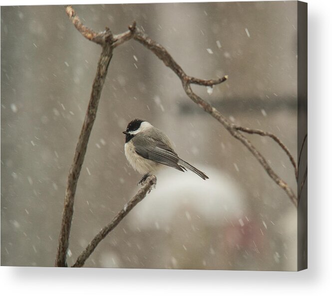 Junco Acrylic Print featuring the photograph Junco Facing the Elements by Douglas Barnett