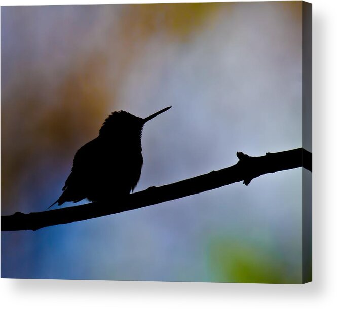 Ruby-throat Hummingbird Acrylic Print featuring the photograph Just Chillin by Robert L Jackson