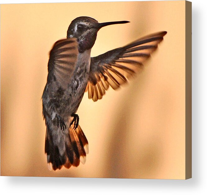 Juvenile Acrylic Print featuring the photograph Juvenile Male Anna's In Flight by Jay Milo