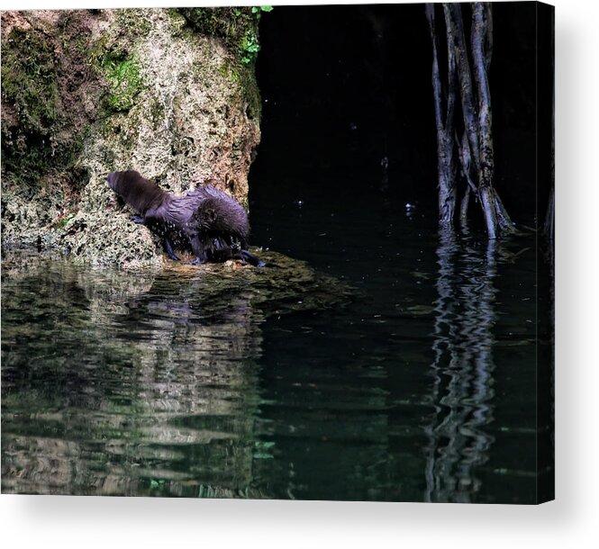 Mink Acrylic Print featuring the photograph Juvenile Mink at Cove Creek by Michael Dougherty