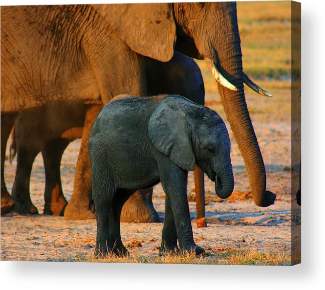 Elephants Acrylic Print featuring the photograph Kalahari Elephants by Amanda Stadther