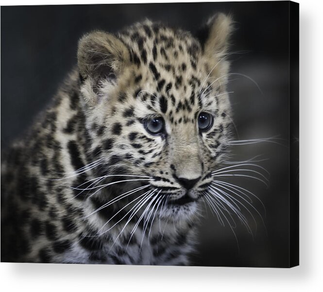 Amur Acrylic Print featuring the photograph Kanika - Amur leopard portrait by Chris Boulton