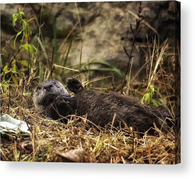 Otter Acrylic Print featuring the photograph Kickin' Back by Michael Dougherty