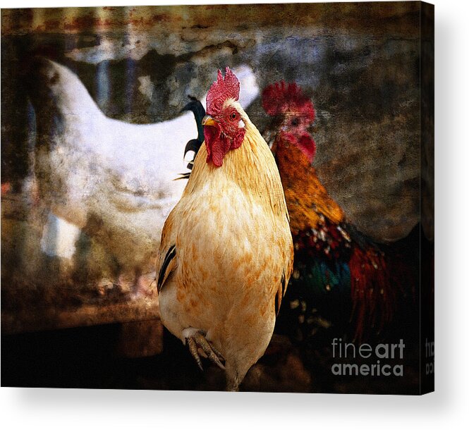 Fineart Acrylic Print featuring the photograph King in the Chicken Coop by Lee Craig