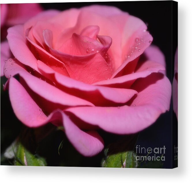Botanical Acrylic Print featuring the photograph Kiss of the Rose by Eva Thomas