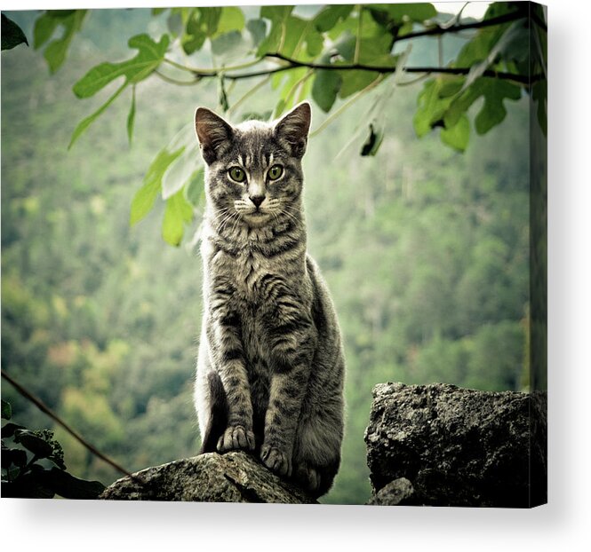 Kitten Acrylic Print featuring the photograph Kitten by By Corsu Sur Flickr