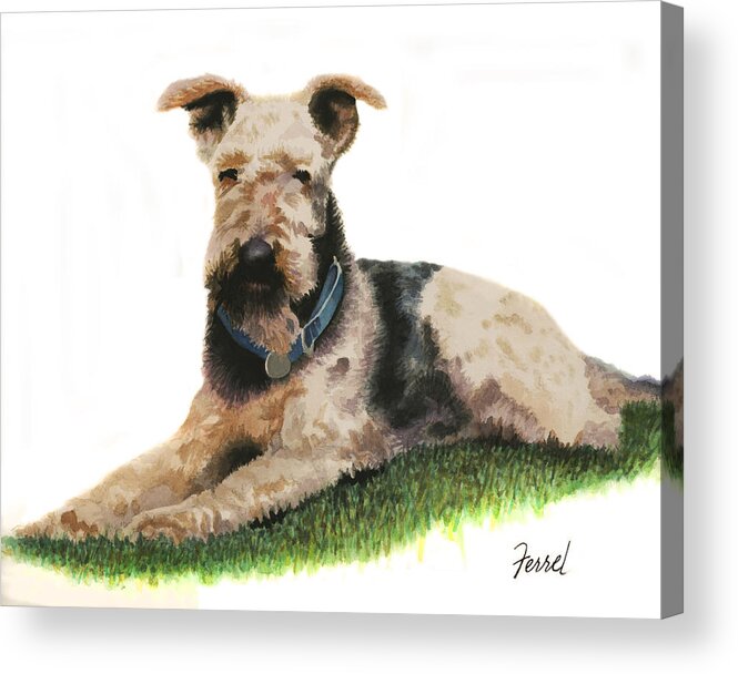 Dog Acrylic Print featuring the painting Kobe Airedale Terrier by Ferrel Cordle