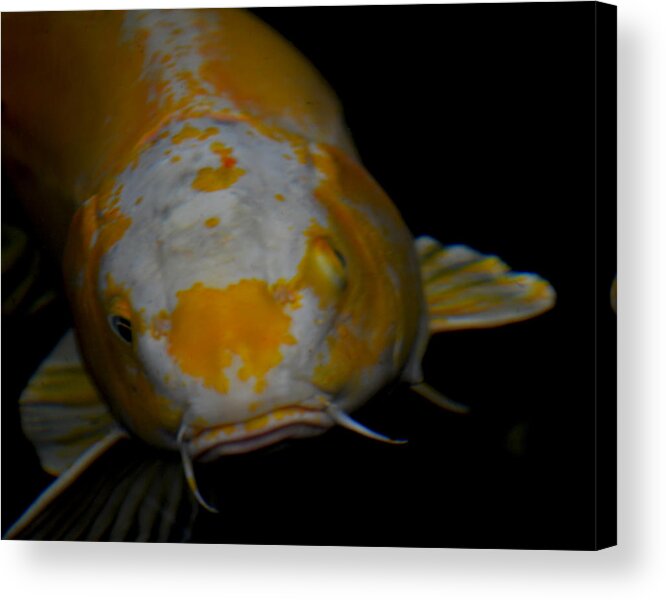 Koi Acrylic Print featuring the photograph Koi Face by Maggy Marsh