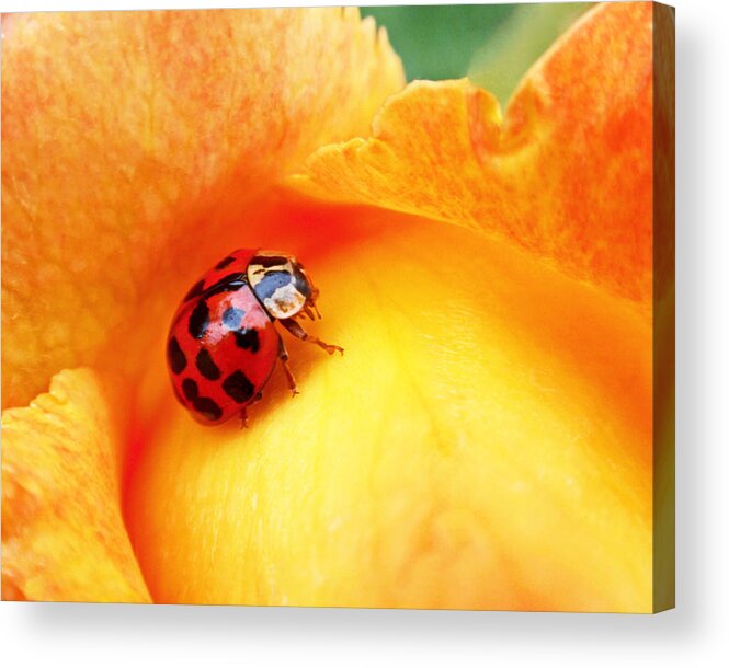 Ladybug Acrylic Print featuring the photograph Ladybug by Rona Black